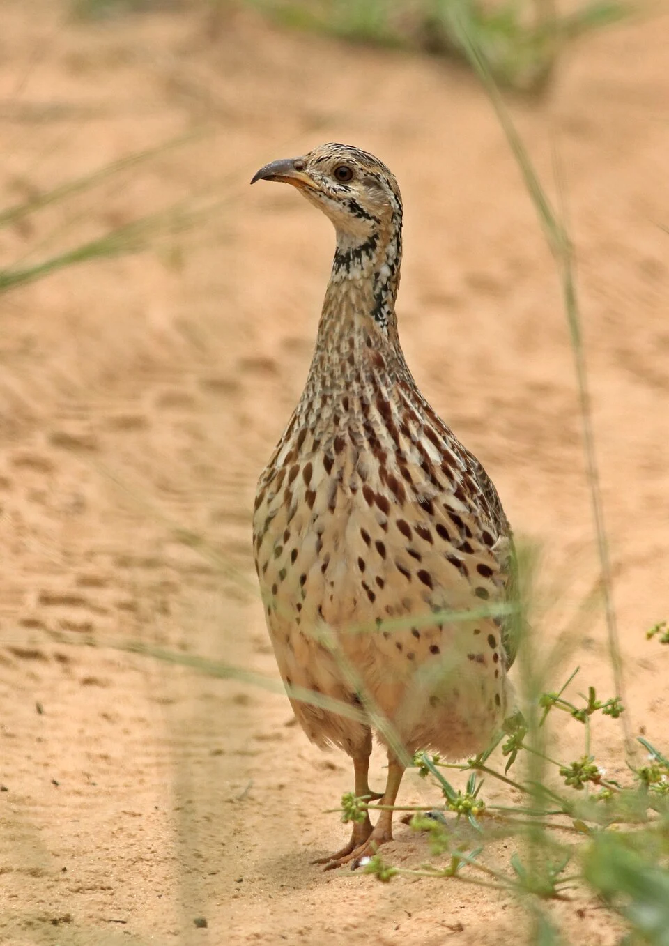 Orange River francolin, Scleroptila levaillantoides, at Khama Rhino Sanctuary, Botswana