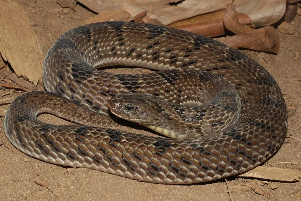 Spotted Night Adder (Causus maculatus) in Gabon