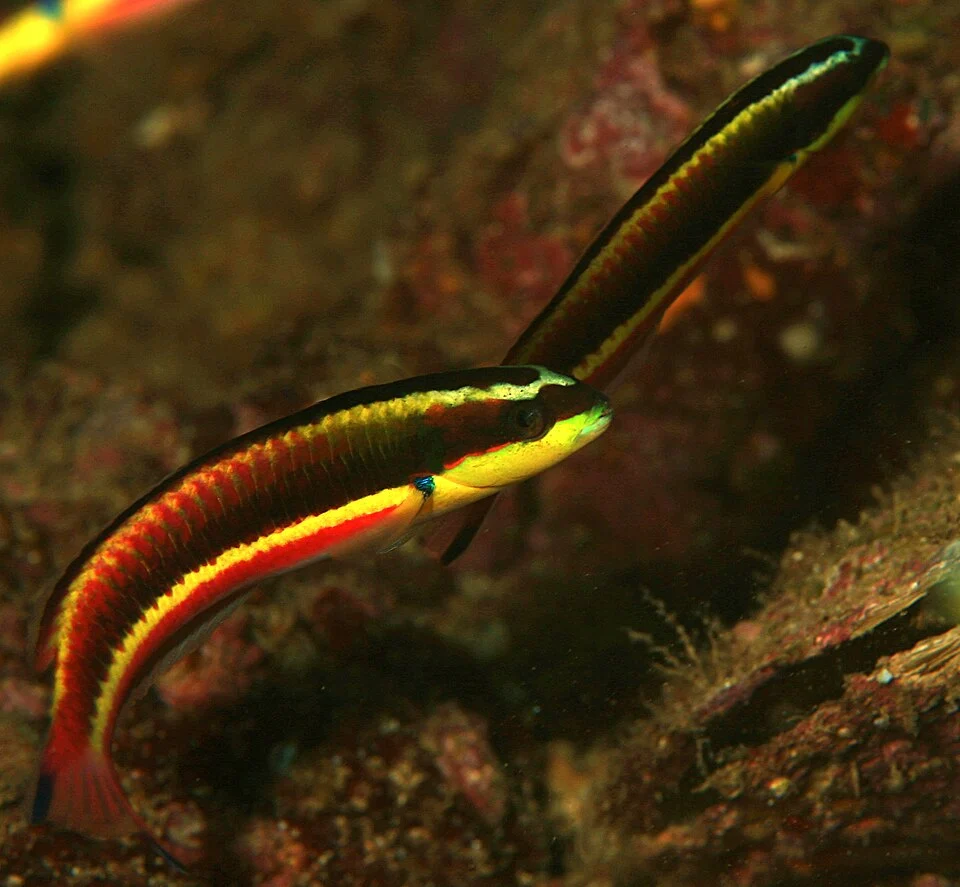 Cortez Rainbow Wrasse (Thalassoma lucasanum)

Isla Coiba, Panama