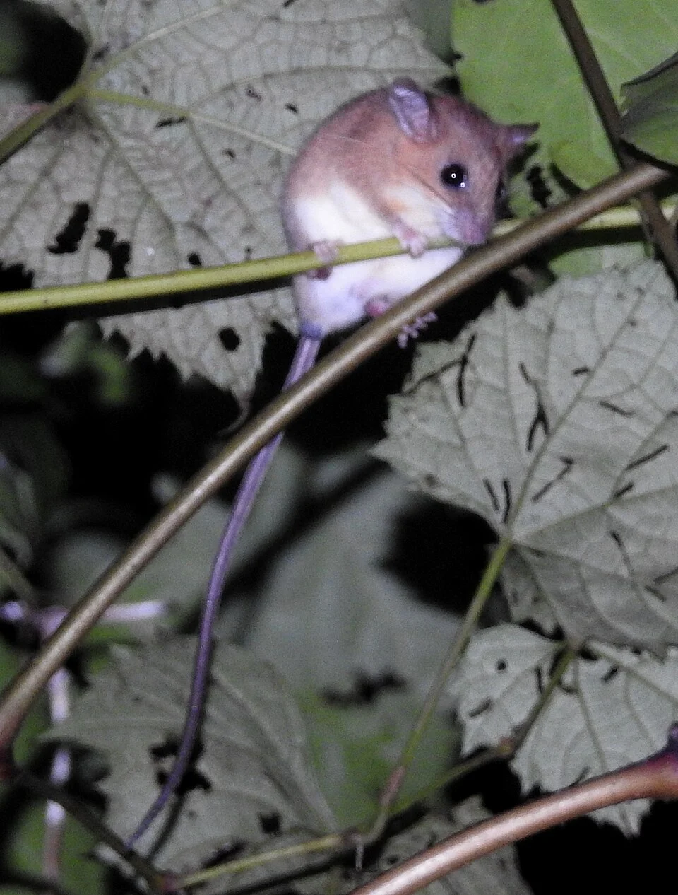 Asiatic Long-tailed Climbing Mouse Vandeleuria oleracea. Clicked by Dr. Raju Kasambe in BNHS Conservation Education Centre, Goregaon, Mumbai. Sanjay Gandhi National Park.