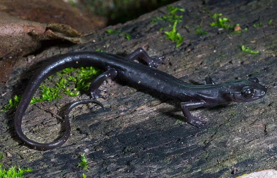 Ixalotriton niger - Black Jumping Salamander in Chiapas, Mexico. Photo by Wouter Beukema. Original iNaturalist observation here: https://www.inaturalist.org/observations/38702370