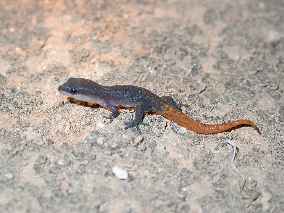 Brosset's Lizard-fingered Gecko (Saurodactylus brosseti)