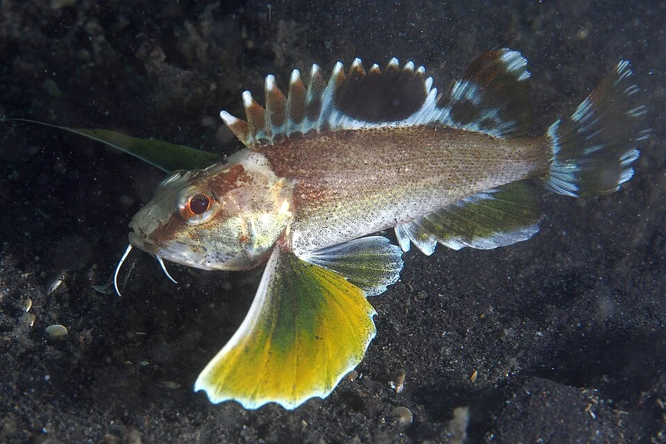 Lembeh, Indonesia - Longfin Waspfish (Apistus carinatus)