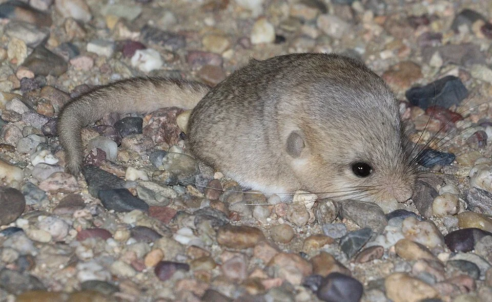 Cardiocranius paradoxus