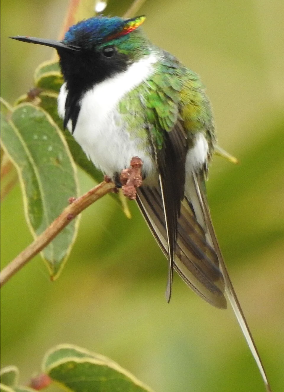 Horned Sungem, Chapada Diamantini, Bahia Brazil
