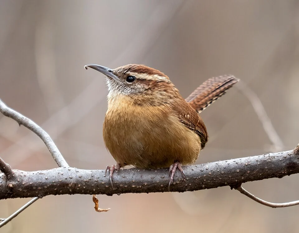 Carolina wren in Prospect Park