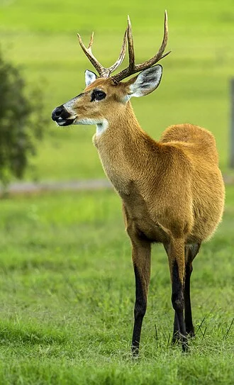 This surprisingly shy and secretive deer is actually the largest native deer species in South America. Marsh deer have large, primarily ornamental antlers, which are usually impressively forked, growing to about 60 centimetres in length and weighing, on average, about two kilograms. They are shed irregularly and may be retained for up to two years. Marsh deer also have well-developed hindquarters, making them good at jumping, which is the fastest way to move in water.The marsh deer has a shaggy, reddish chestnut coloured coat, with paler undersides of the neck and belly. The muzzle and lips ar