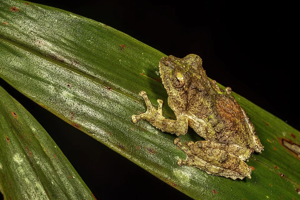 Kurixalus banaensis in Vietnam. Photo by James Hunt. Original iNaturalist observation here: https://www.inaturalist.org/observations/295004996