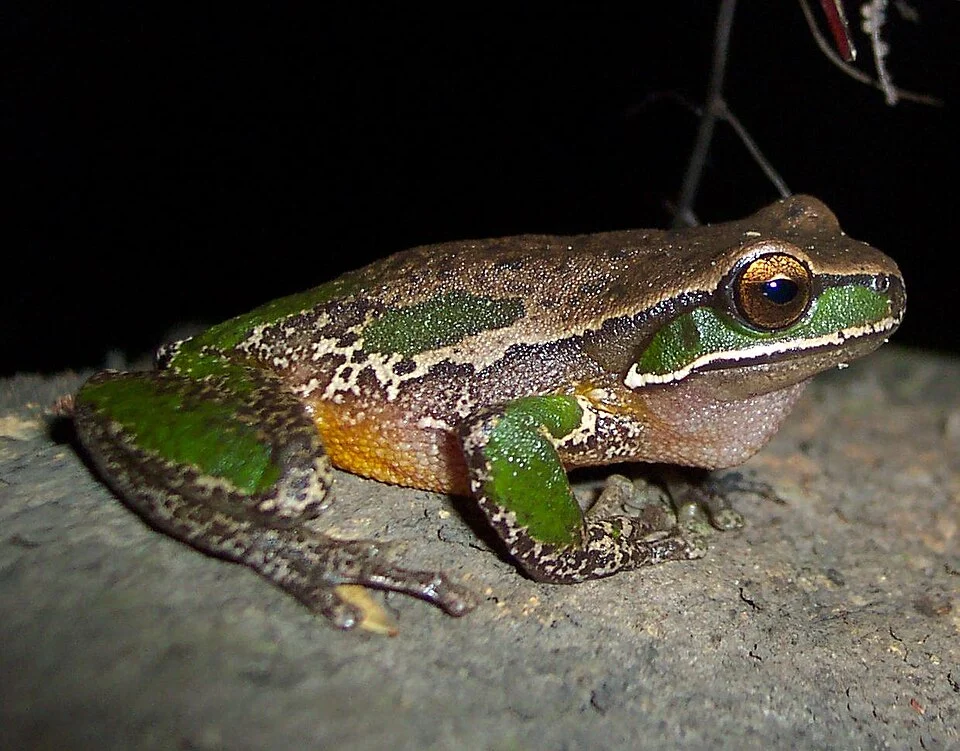 A male en:Davie's Tree Frog (Litoria daviesae) from en:Barrington Tops National Park NSW.