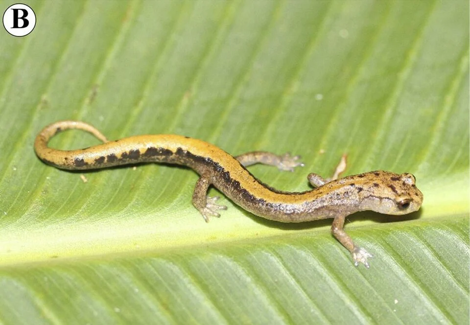 Salamander Pseudoeurycea saltator from Sierra de Juárez, Oaxaca, Mexico