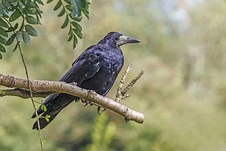 Rook (Corvus frugilegus), Lost Gardens of Heligan, Cornwall