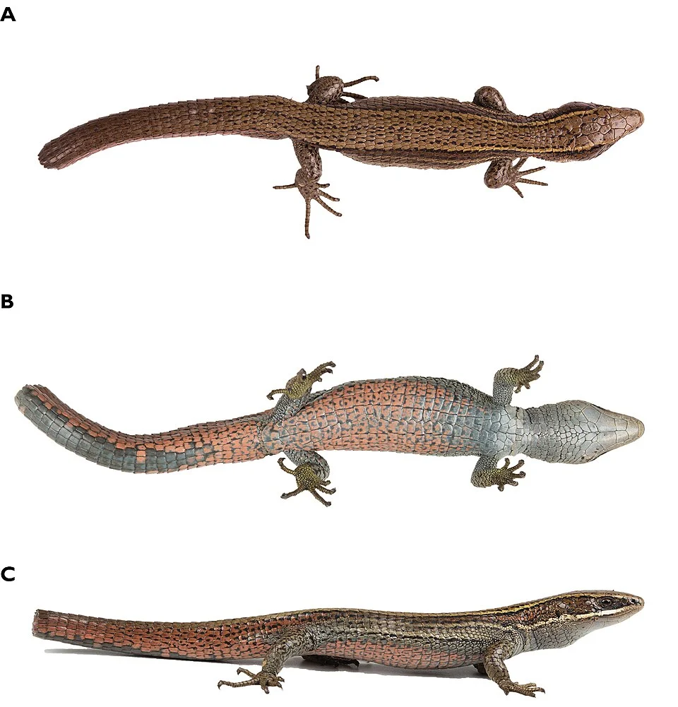 Figure 15; Holotype of Pholidobolus fascinatus sp. nov. (QCAZ 15120) in life in dorsal (A), ventral (B), and lateral (C) views. Male, SVL = 52.5 mm. Photographs by Diego Quirola.