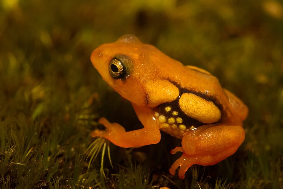 Raorchestes resplendens, Anaimudi, Eravikulam National Park