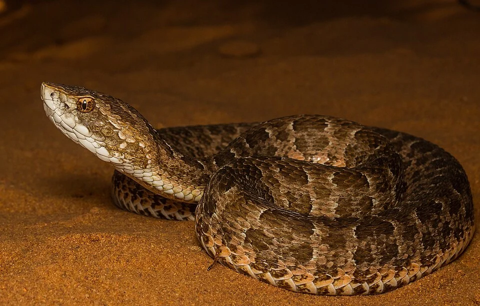 São Paulo Lancehead (Bothrops itapetiningaea).