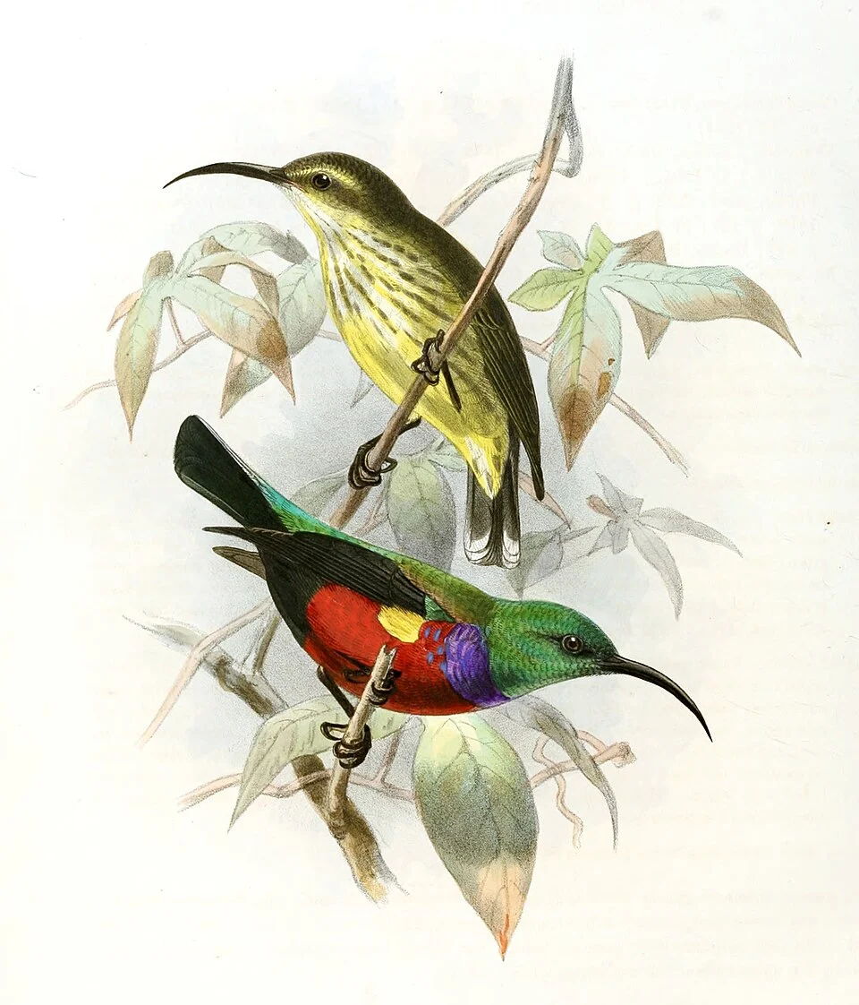Cinnyris johannae'