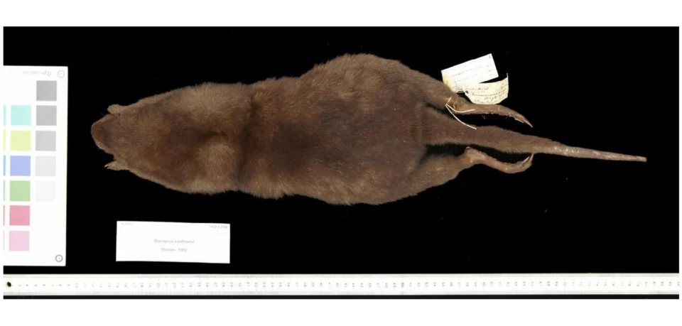 photo of Dorcopsis vanheurni