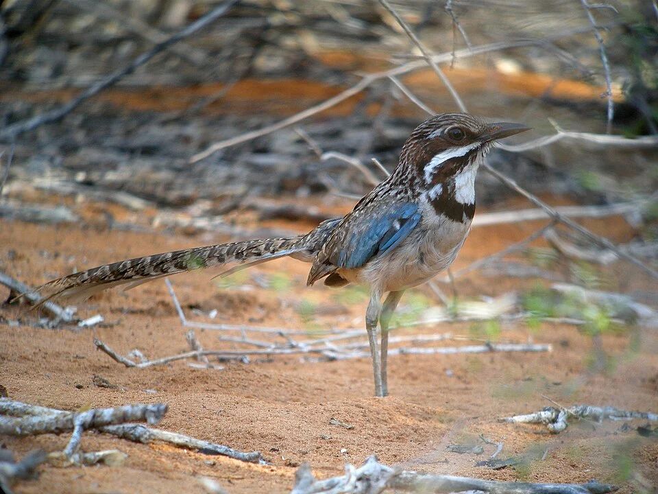 Long-tailed Ground-roller, Mangily, Madagascar
Swarowski 80 HD 30 X, Coolpix P5100 (Adapter DCB)