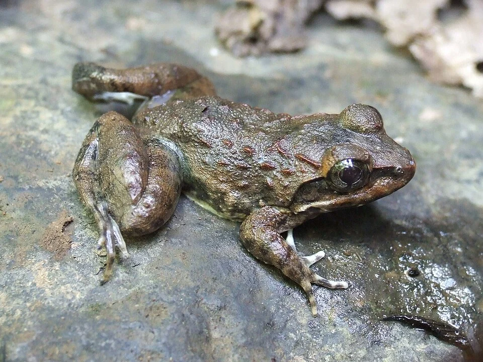 Limnonectes diuatus, or Ferner's Fanged Frog, Eastern Mindanao Frog. Photo taken in Bukidnon, Philippines. Photo by Wouter Beukema. Original iNaturalist observation here: https://www.inaturalist.org/observations/231229164