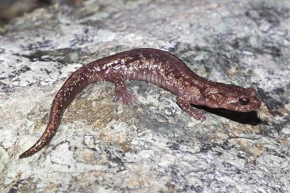 Clouded Salamander, Aneides ferreus. Northern Del Norte Co., CA, USA. April 5
