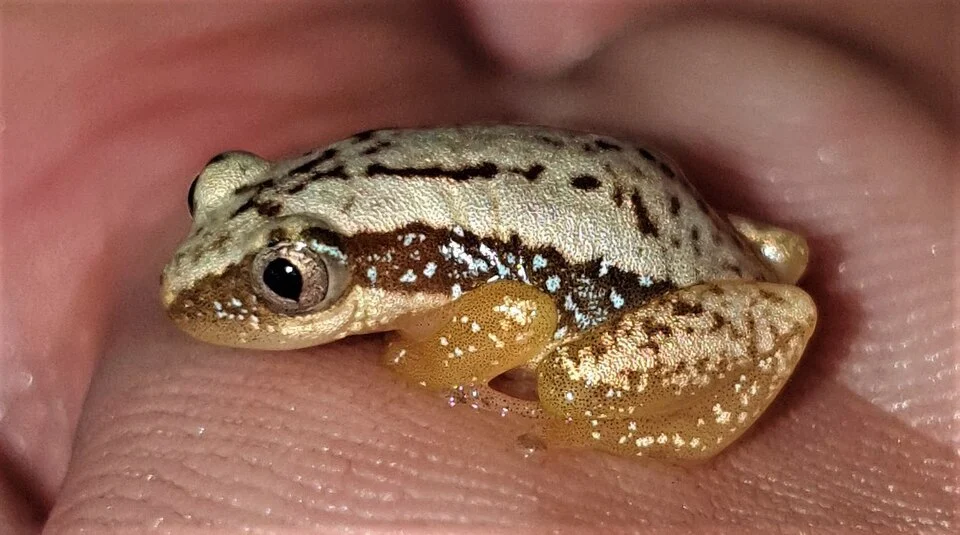 Zimbabwe Banana Frog (Afrixalus crotalus). Species of amphibian.