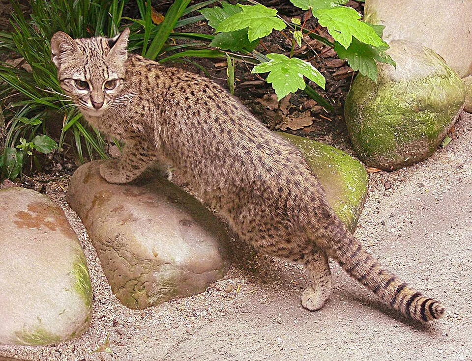 Leopardus geoffroyi (Geoffroy's cat), Zoo Karlsruhe, Germany
