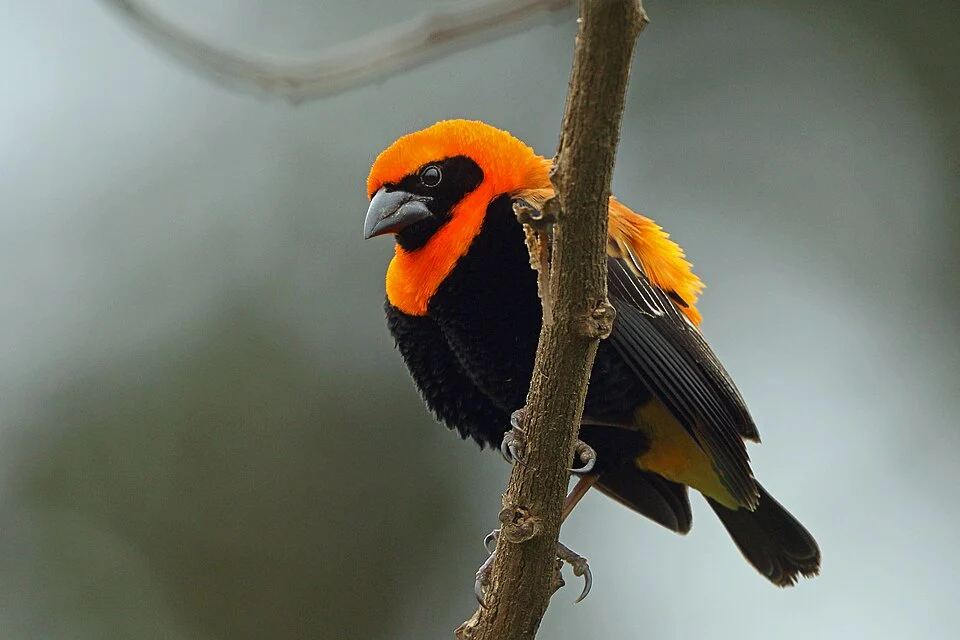 Black-winged Bishop, Sakania, DR Congo