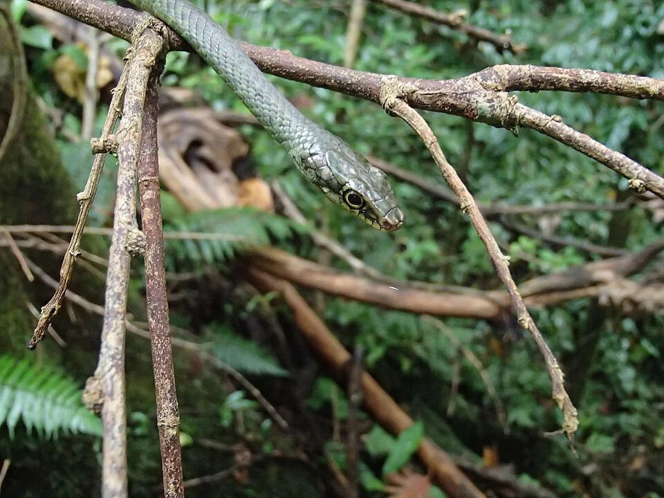 Philothamnus thomensis or Suá-suá de São Tomé.on the way from Roça São João dos Angolares to Roça Vale Carmo