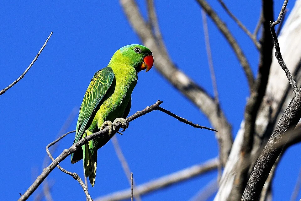 蓝颈鹦鹉 Blue-naped parrot (Tanygnathus lucionensis), Taman Prince Philip Kota Kinabalu Sabah Malaysia