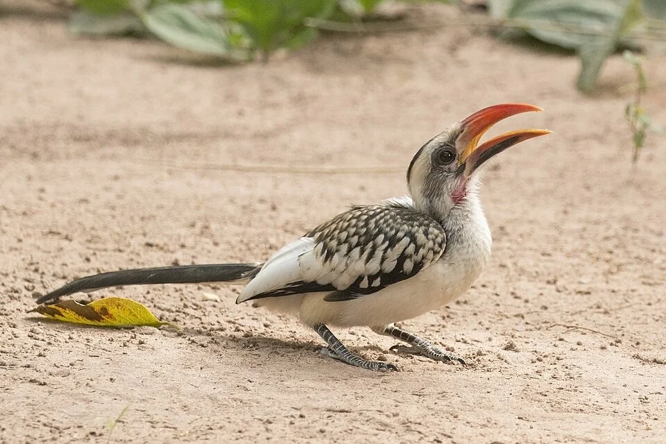Western red-billed hornbill (Tockus kempi), male, The Gambia