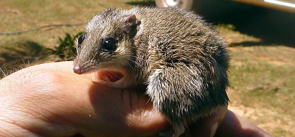 Butler's dunnart (Carpentarian dunnart) (Sminthopsis butleri).