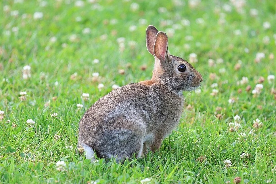 An eastern cottontail foraging among low vegetation beneath evergreen foliage near the University of Wisconsin–Madison Lakeshore Nature Preserve.