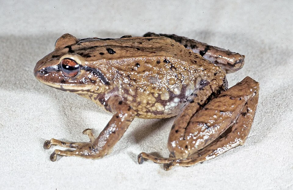Pristimantis devillei