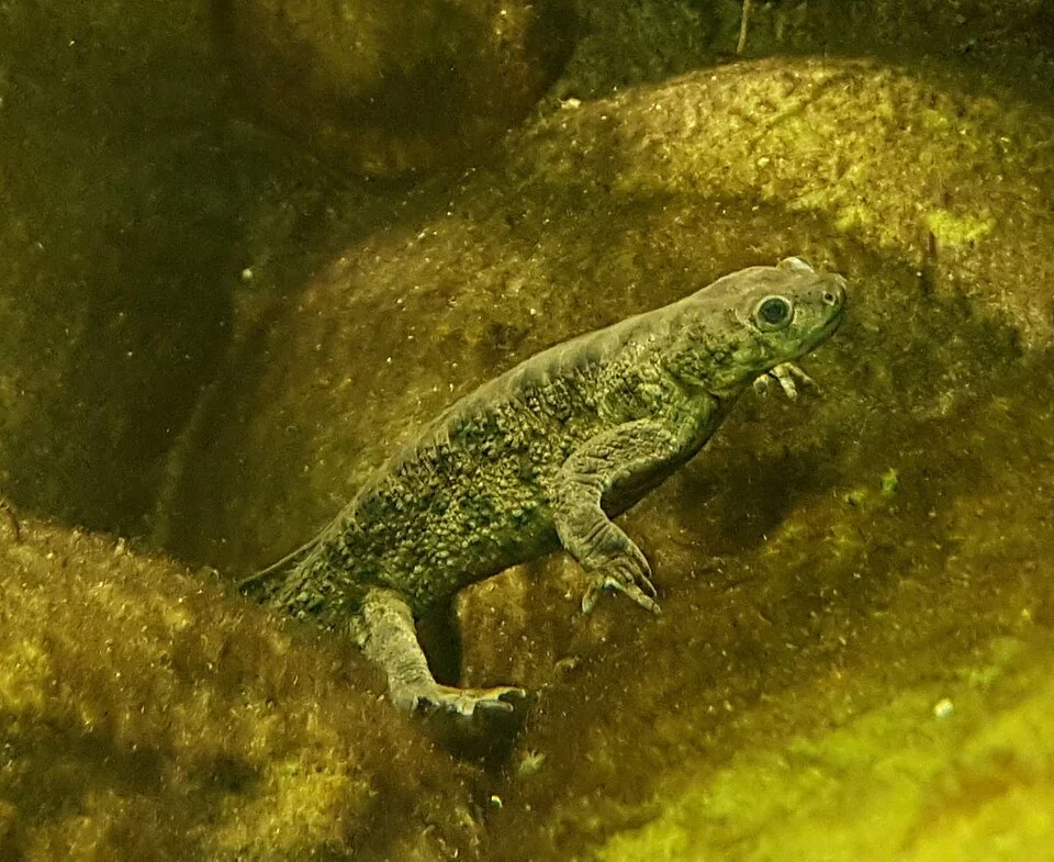 Edough ribbed newt at Berlin Aquarium