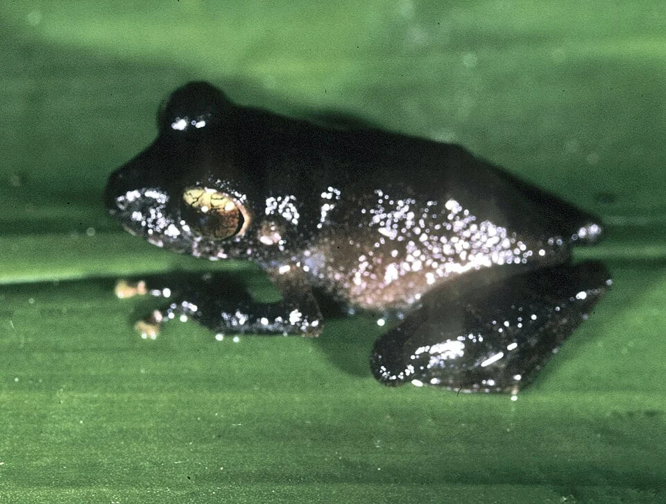 Pristimantis librarius