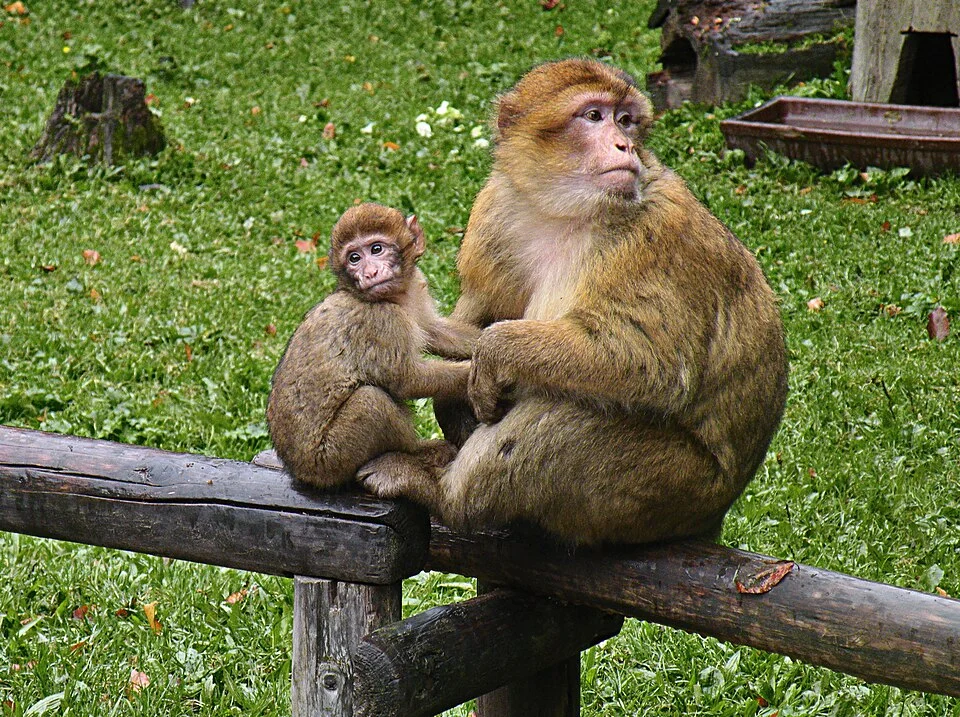 Macaca sylvanus. Mother and baby.