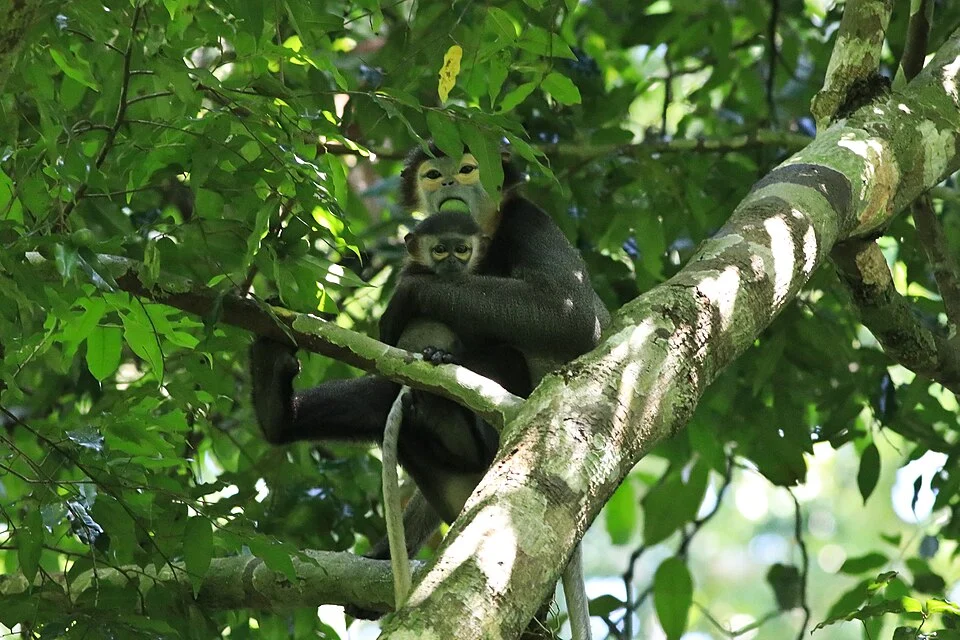 Black-shanked Douc from Cat Tein National Park