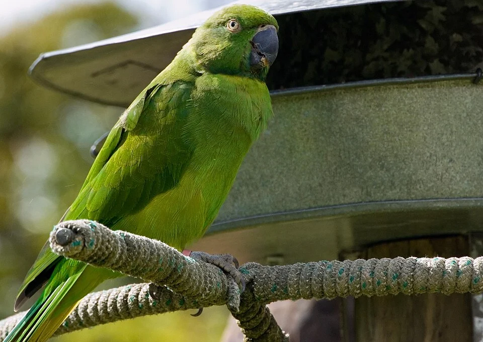 Echo parakeet (Psittacula eques echo), the rarest Parrokeet in the world, saved from extinction by captive breeding programme at the Durrell trust Blackwater Gorge. The Mauritius Parakeet, also known as Echo Parakeet. Its local name is katover. It is a subspecies of ('Psittacula eques).