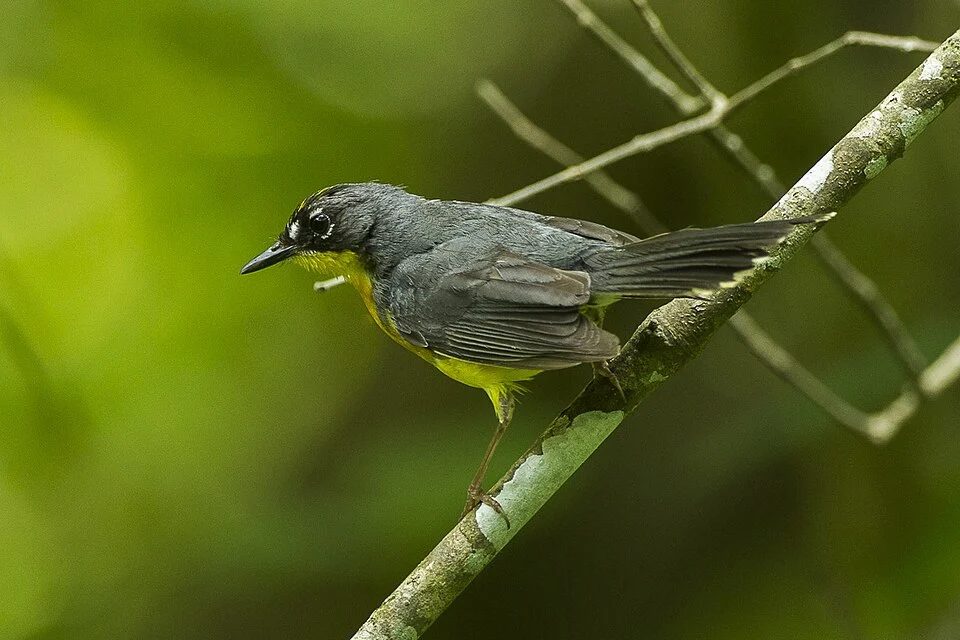Fan-tailed Warbler - Chiapas - Mexico_S4E7230