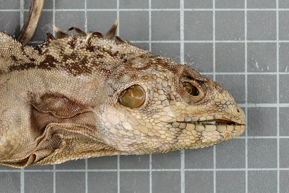 Hypsilurus papuensis (Macleay, 1877) 3400995335