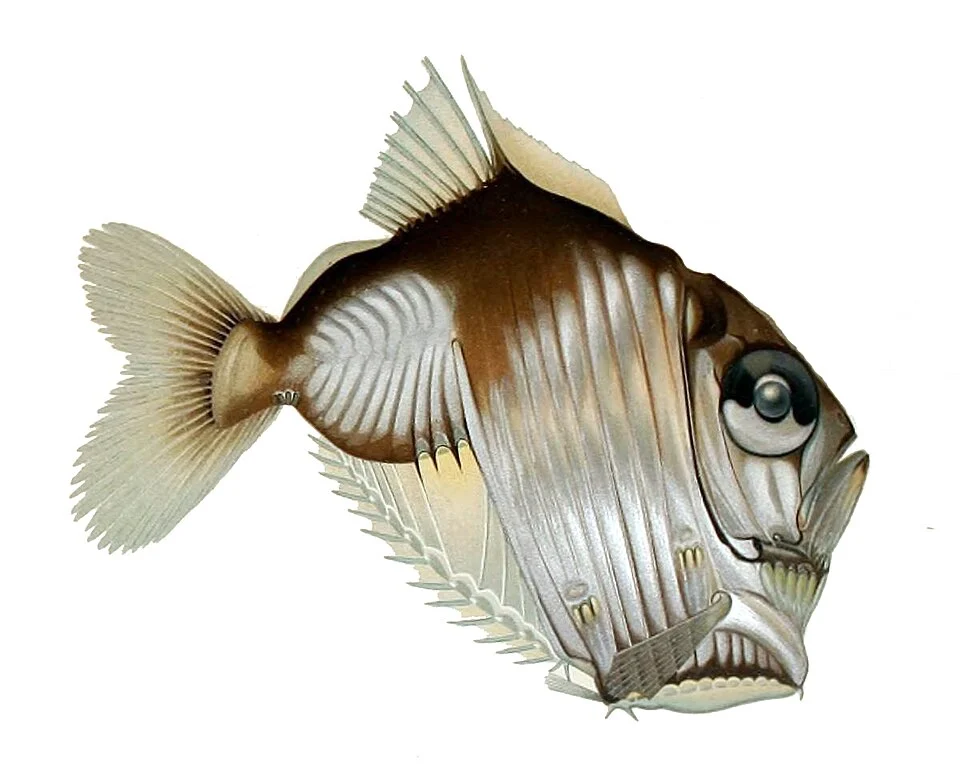 Sternoptyx diaphana