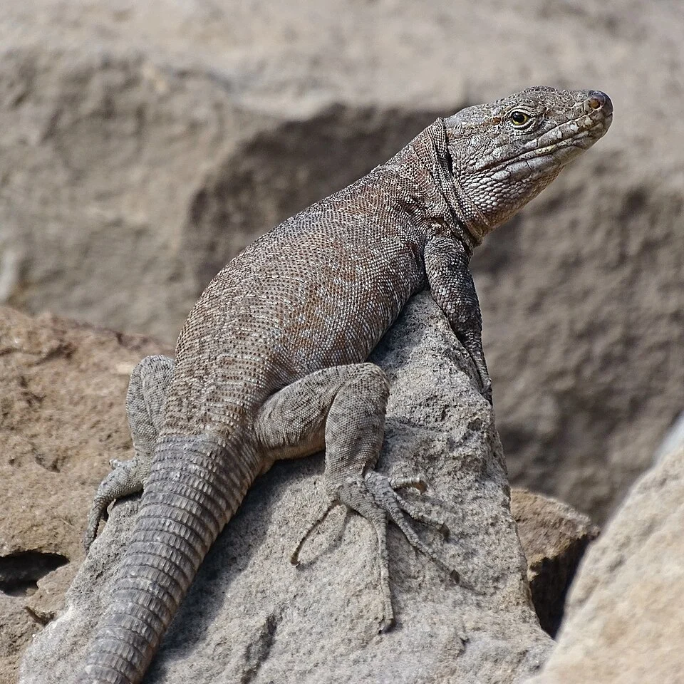 Tenerife Speckled Lizard (Gallotia intermedia)