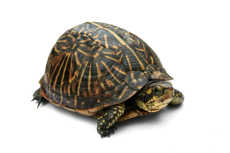 Photo of a Florida Box Turtle (Terrapene carolina bauri). Taken in Jacksonville, Florida, USA.