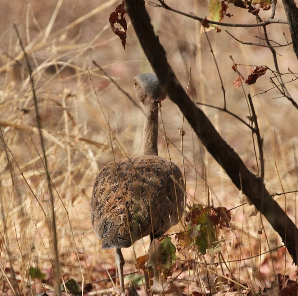 Savile's Bustard (Eupodotis savilei)