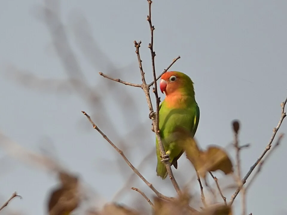 Lilian's Lovebird at South Luangwa Valley National Park, Zambia