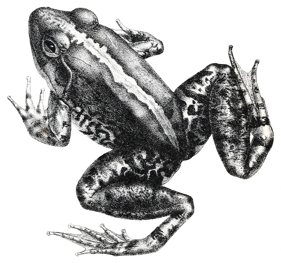 Rana modesta = Limnonectes modestus