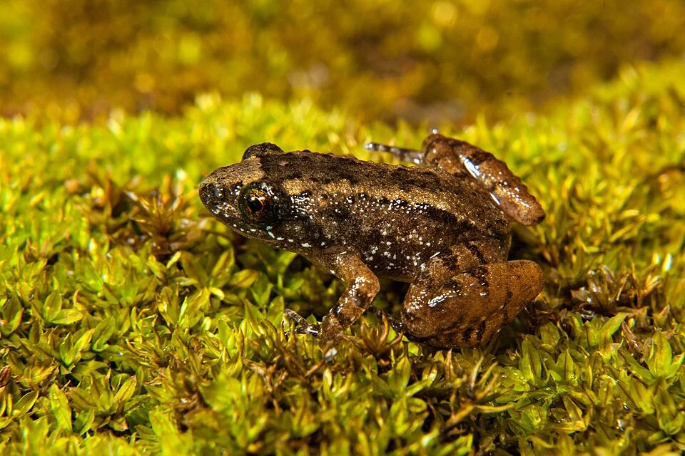 None (Nyctibatrachus anamallaiensis); image from matched species article