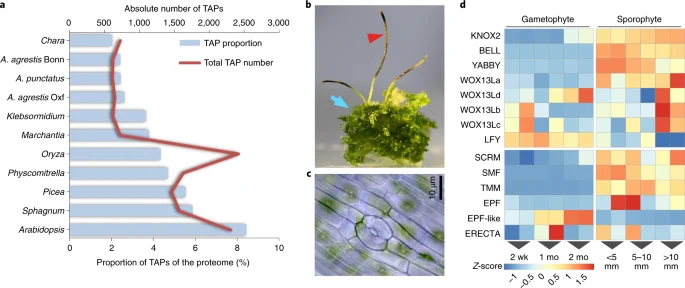 Anthoceros agrestis Bonn plant and stomatal micrograph alongside developmental gene-expression and transcription-factor plots, Li and coauthors 2020 figure 3