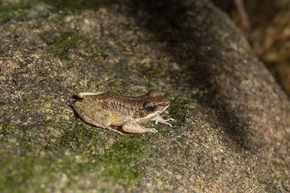 Utsunomiya's Tip-nosed Frog found beside a ravine in Ishigaki, Okinawa, Japan.