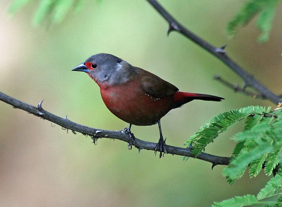 Female
