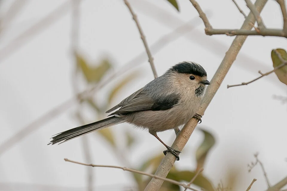 The silver-throated bushtit(Aegithalos glaucogularis), Photographed on Feb 9, 2022 in Weifang City, Shandong Province.